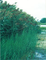 Common Reed (Phragmites)